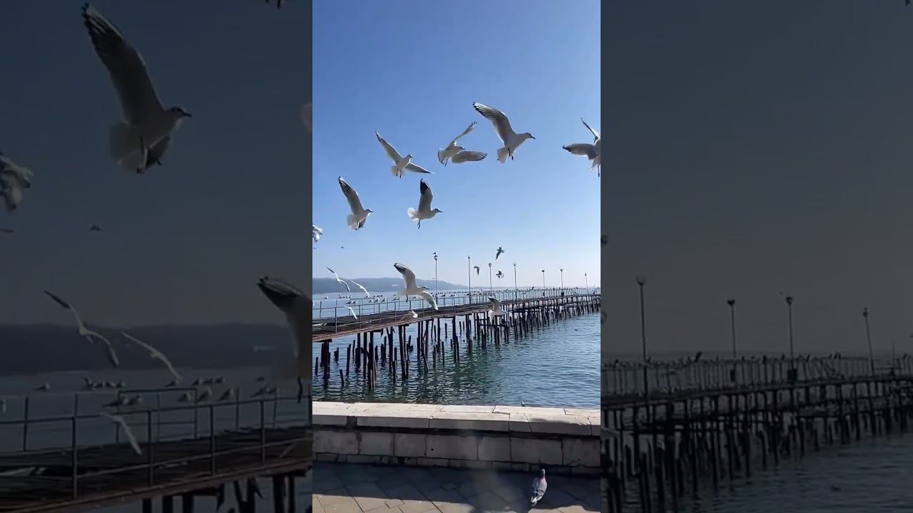 02.02.23 г. Погода сегодня #shorts #погодалазаревское #погодасочи #погоданаморе #сочи #лазаревское смотреть онлайн