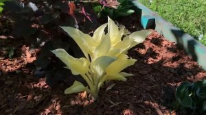 Хоста «Белое перо» весной