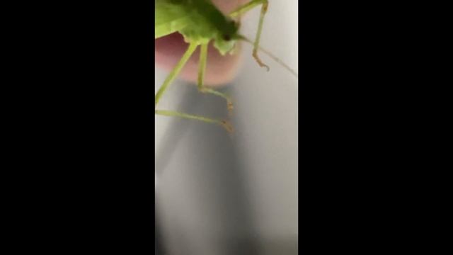 Курсед делает обзор на Кусакабе / ZXCURSED смотреть онлайн