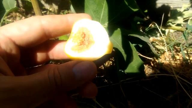 Инжир Сары Апшеронский. Начала созревать бреба смотреть онлайн