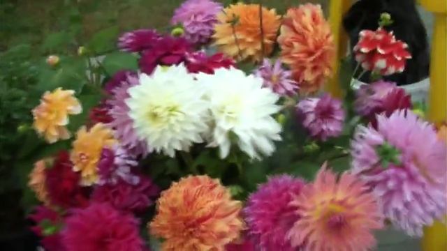 Хризантемы и георгины смотреть онлайн