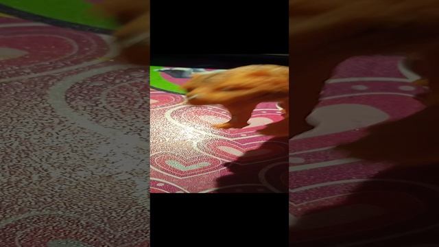 ?...... смотреть онлайн