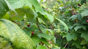 Ремонтантная Малина. Малина Полька. Лучшие сорта малины.