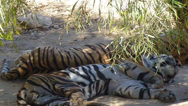 Парк Фригия Хаммамет Тунис смотреть онлайн