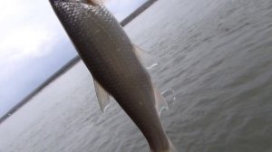 Рыбалка на ельца 18 мая 2018 поплавочная удочка рыба елец ловля ельца наживка веснянка Енисей