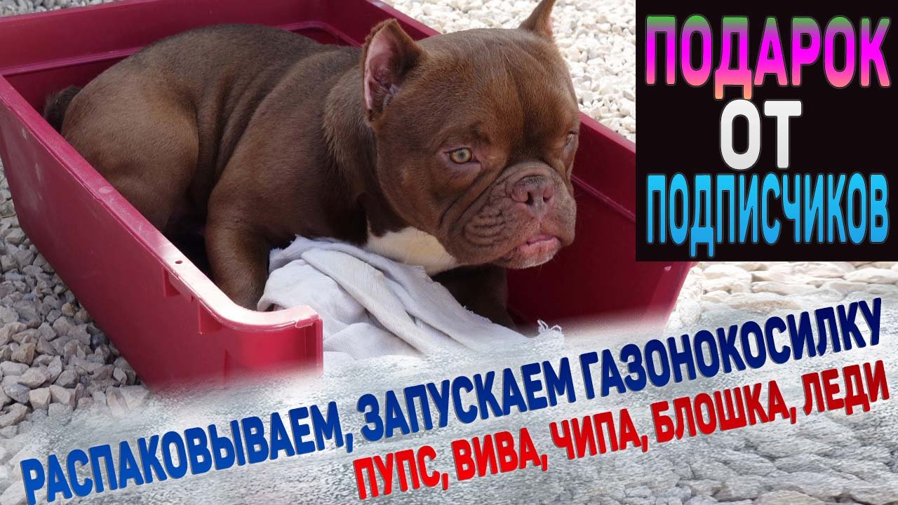 Приехал подарок от подписчиков! Вместе с собаками распаковываем газонокосилку. смотреть онлайн