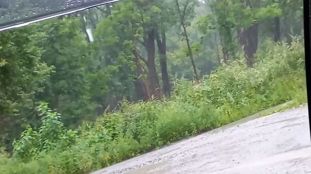 Тайфун 11 08 2023 - Спасск-Дальний смотреть онлайн