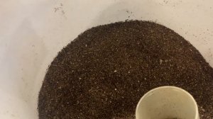 Посев семян лука на рассаду. Эксибишен, Сибиряк, Кармен МС, Ялтинский белый, порей Сибирский ГИГАНТ