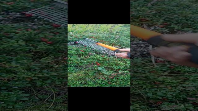 работа граблями на бруснике вблизи. www.sbor-yagod.ru смотреть онлайн