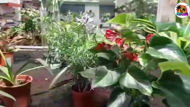 Kuwait Natural Flowers Home | කුවෙට් ස්වාභාවික මල් පැල තවාන | Fresh Flowers Kuwait