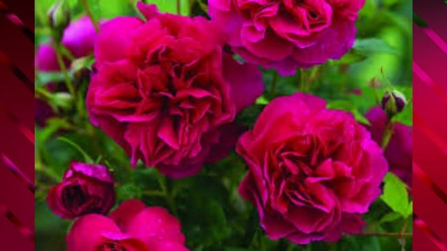 Thomas A Becket (Auswinston) Rose / #Roses / #floriculture