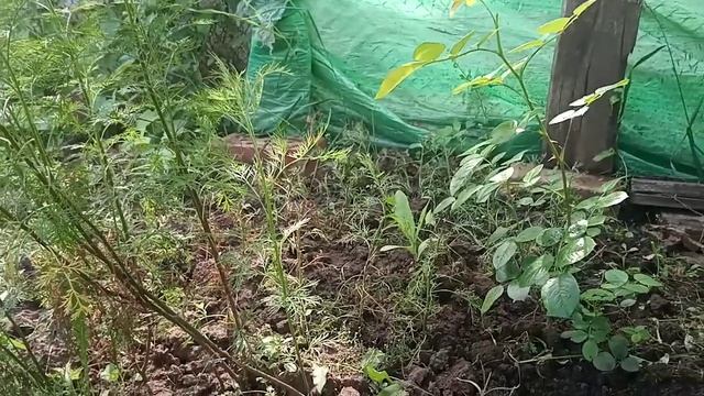 ?Уход за молодыми розами.Просто и эффективно!!!