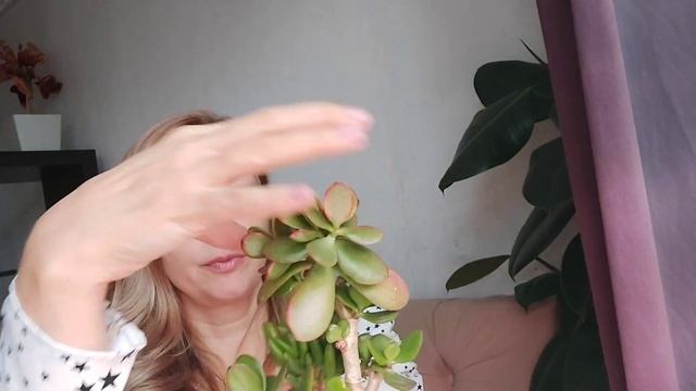 #толстянка Как и зачем я прививаю крассулы