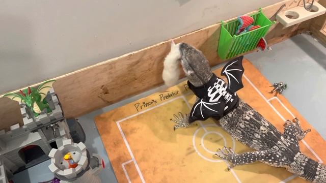 How to Feed Your Dragon HAMSTERS and RATS смотреть онлайн