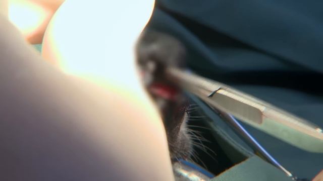 Hedge Cutter Almost Cuts Dog's Tongue & Nose Off ? Bondi Vet Clips | Bondi Vet смотреть онлайн