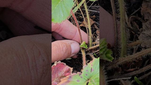 Почему не цветет земляника