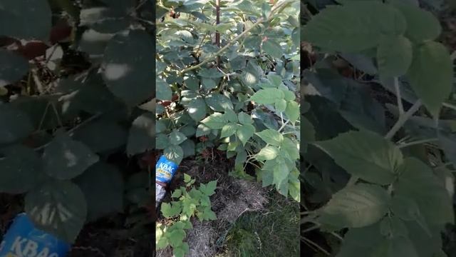 Ежевика с.БЛЭК САТИН. смотреть онлайн