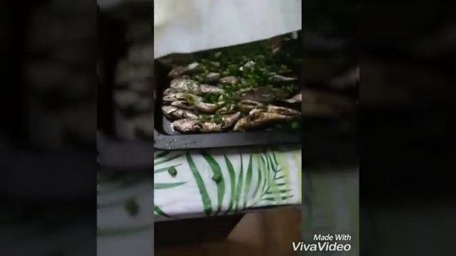 Барабуля-одна из вкуснейших рыб Черного моря!!! смотреть онлайн