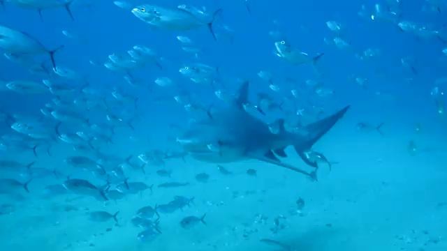 The Colors of the Ocean (4K ULTRA HD) - Beautiful Coral Reef Fish, Sleep Relaxing #1 смотреть онлайн