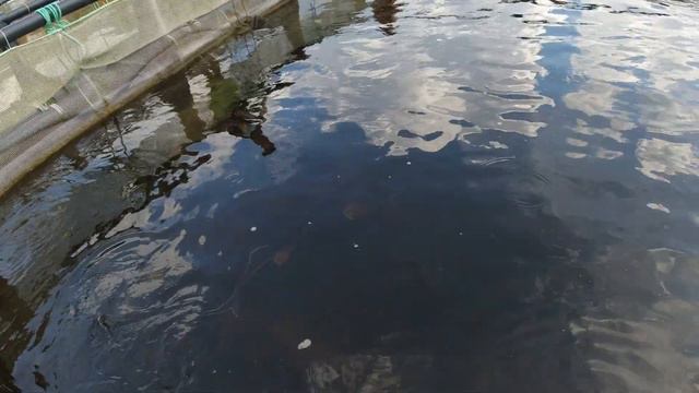 Белуга ломает челюсть. У нас гости: Иван с канала Рыбалка для души смотреть онлайн