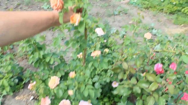 Розы в моём саду, часть 1- я смотреть онлайн