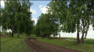 Футаж. Дорога. Березы.