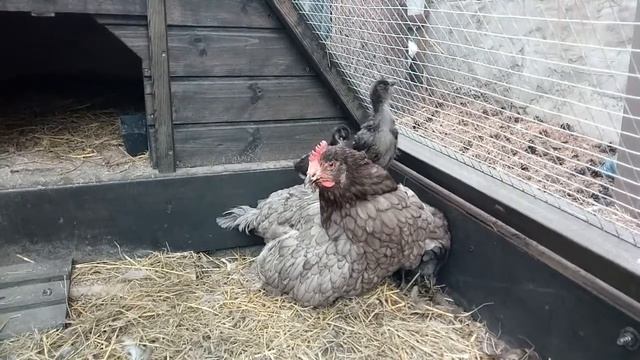 ЗАБОТЛИВАЯ квочка. ЦЫПЛЯТА араукана катаются. Терпение смотреть онлайн