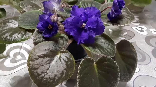 ЦВЕТУЩАЯ ФИАЛКА СОРТА РС-ПОДВОДНЫЙ БАЛ смотреть онлайн