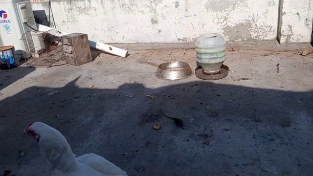 murghi ko kurak betha dya or bht pyari finches a gae setup pr?? смотреть онлайн