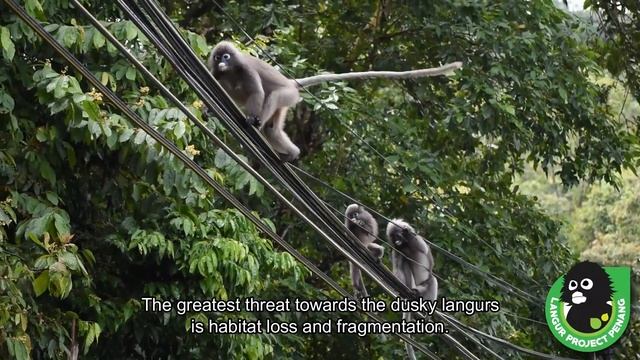 The Story of Dusky Langur (Dusky Leaf Monkey) in Malaysia смотреть онлайн
