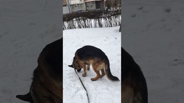 Ну что с ним делать, мне кажется на него дунь и он простынет. #собака #пес #овчарка смотреть онлайн