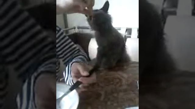 Дай кусочек рыбки кошке ))) Украинский левкой Selena Fleur смотреть онлайн