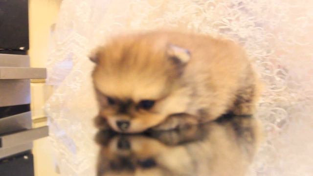 Fortis Et Fidelis Chili.Pomeranets . The Video Age 1 Month .