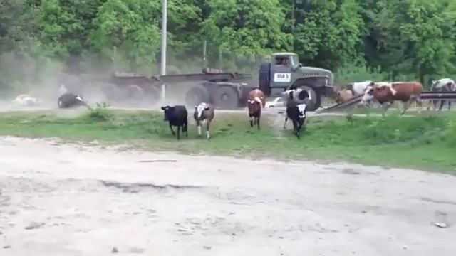 Cows Get Rekt By Army Transport Truck смотреть онлайн