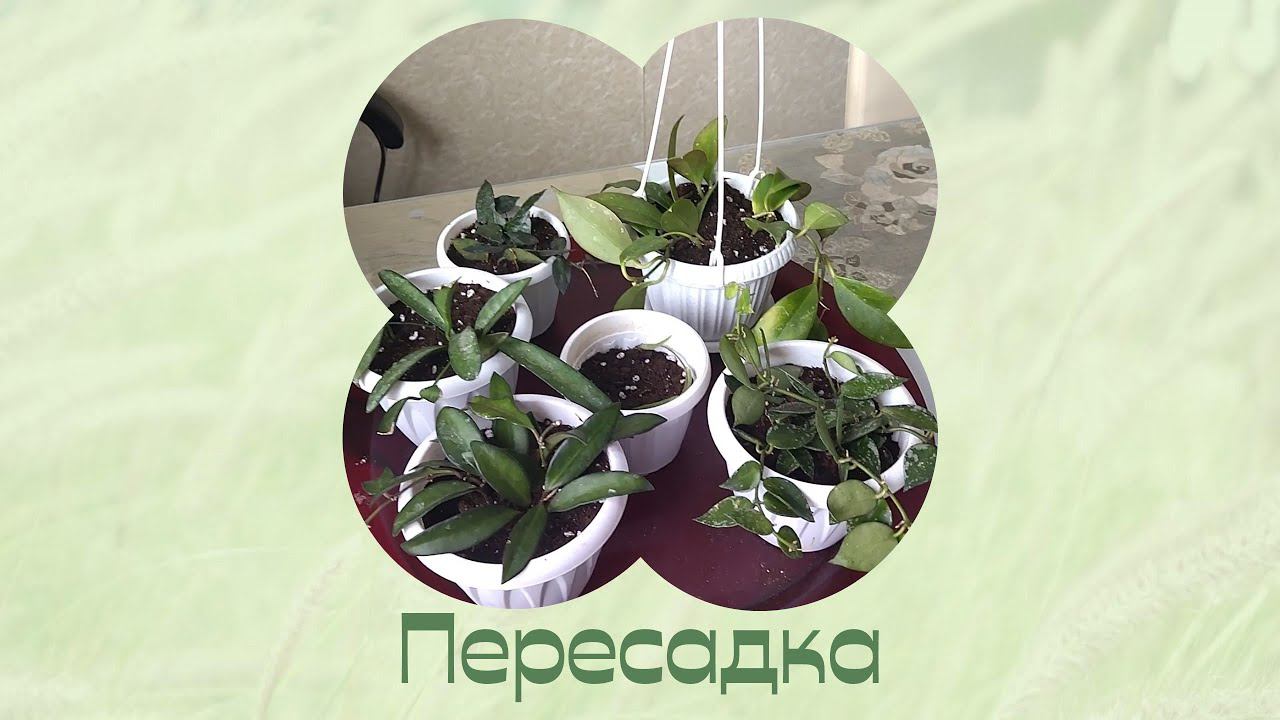 Цветы дома. Пересаживаю новые хойи. смотреть онлайн