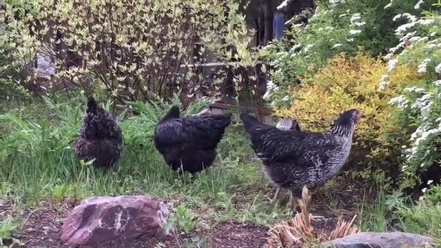 Чешский Доминант, 135 дней. смотреть онлайн