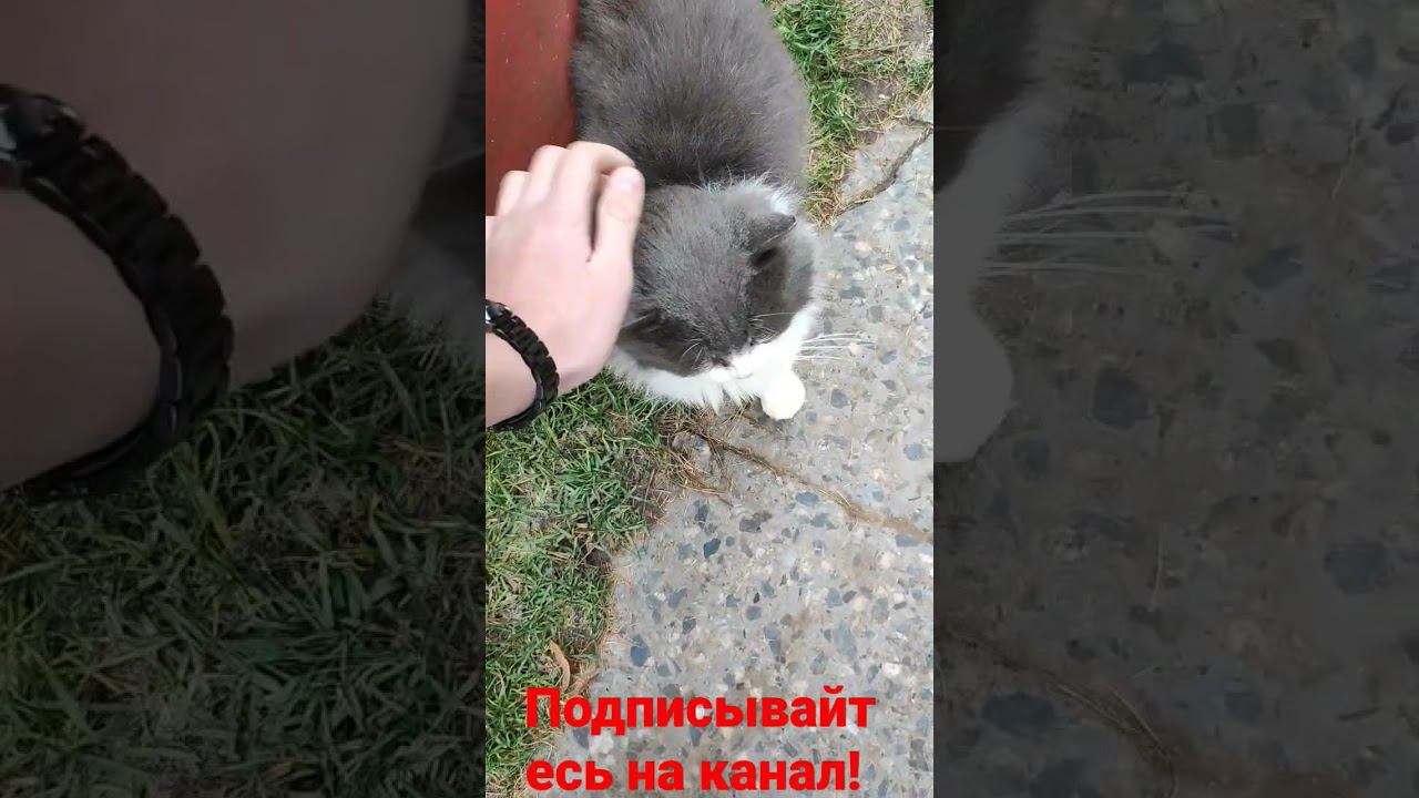 Встреча с Барсиком! смотреть онлайн