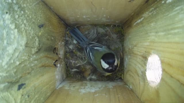 Кто там ? ( Parus major ) смотреть онлайн