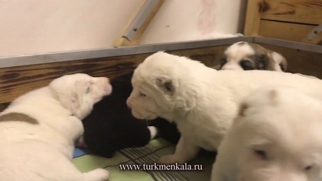 Вот привязалась! (Неразлучные алабайчики) смотреть онлайн