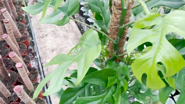 Rhaphidophora Tetrasperma Mosspole | Live from the Nursery Series смотреть онлайн