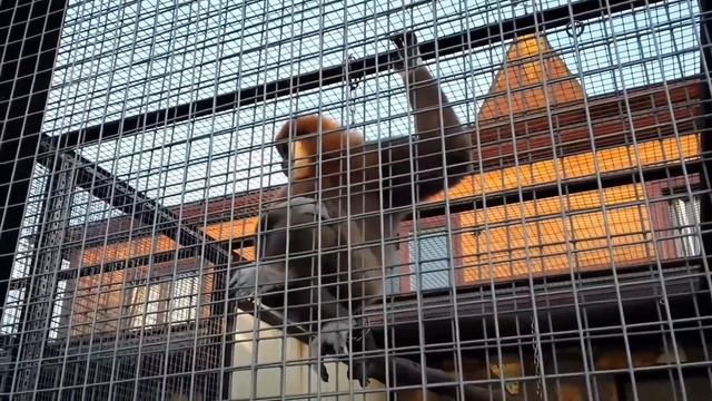 Белорукий гиббон Lar gibbon смотреть онлайн