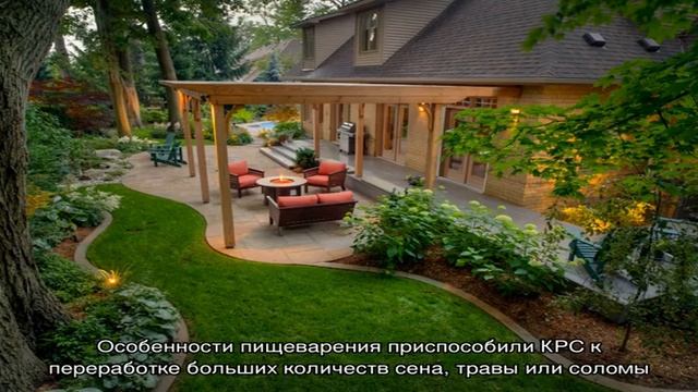 Содержание коровы на приусадебном участке смотреть онлайн