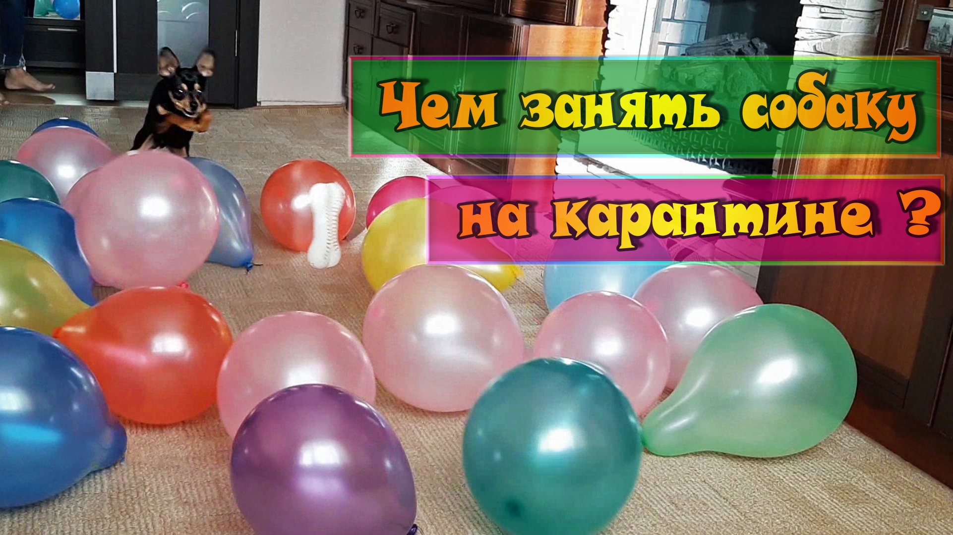 Реакция той терьера на воздушные шарики или игры с собакой дома смотреть онлайн