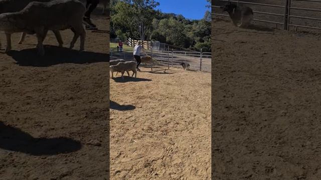 Swedish Vallhund herding sheep смотреть онлайн
