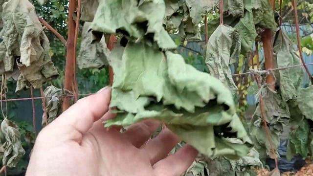 Окончание вегетации винограда. Грустный вид кустов. смотреть онлайн