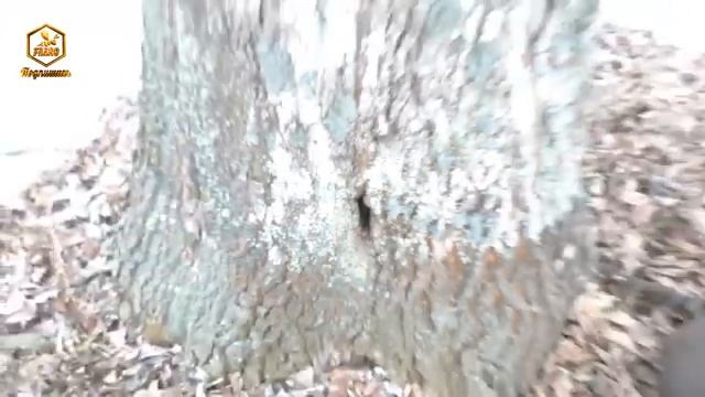 Как зимует Дикий Рой - FABRO смотреть онлайн