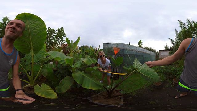 Colocasia black stem uprawa, Video 360°. Ania i konik 🐎 😉 Film na luzie. Pozdrówki смотреть онлайн
