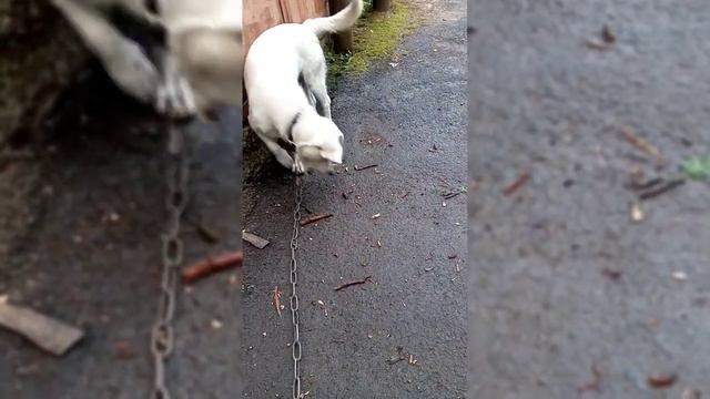 Босс vs жук олень смотреть онлайн