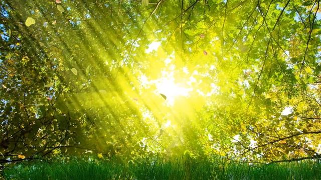 Великий дворник в полях бесконечной росы. Очищение сознания. смотреть онлайн