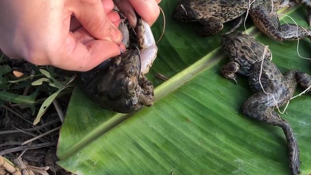 Fishing with Frogs for Huge ALBINO Fish! смотреть онлайн